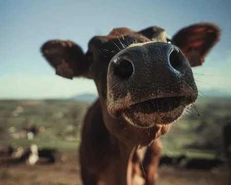 A close up of a cow looking to the camera Stock Photos