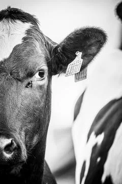 Close Up Of A Cow Looking At A Fly Stock Photos