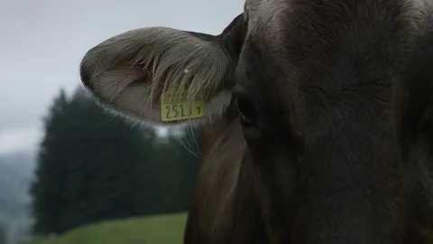 Close Up Cow Looking Straight into Camera Stock Footage 72171199
