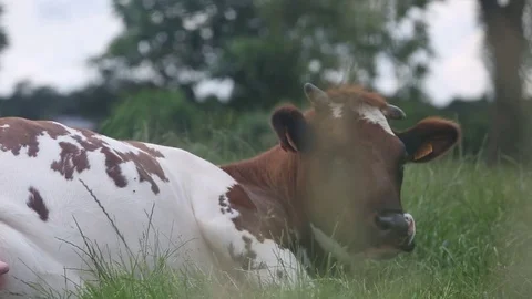 Close up of cow lying down in a field Видео 76967925