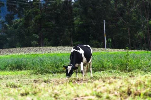 Close-up of the cow in a meadow of Cusco - Peru on a sunny spring day Stock Photos