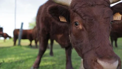 Close up on a cow in a meadow Video stock 131305645