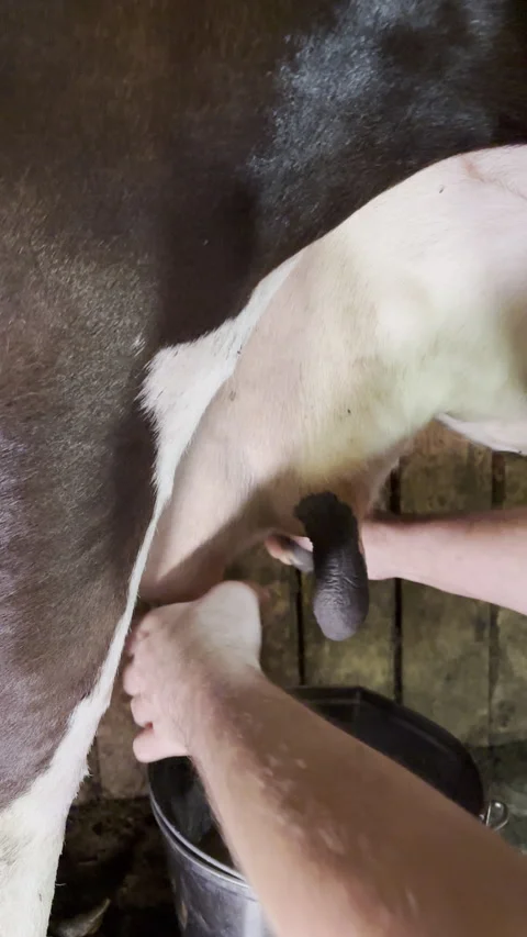 Close-Up Of Cow Milking Process In Vertical Video Stock Footage 310842527
