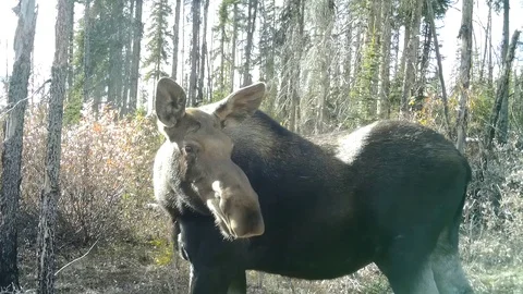 Close up of a cow moose Stock Footage 102589124