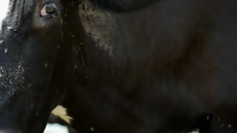 Close up of cow mouth chewing grass with flies on muzzle in a farm field. Stock-Footage 331097853