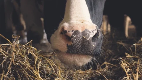 A close-up of a cow nose Stock-Footage 109170336