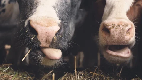 A close-up of a cow nose Stock-Footage 111268268