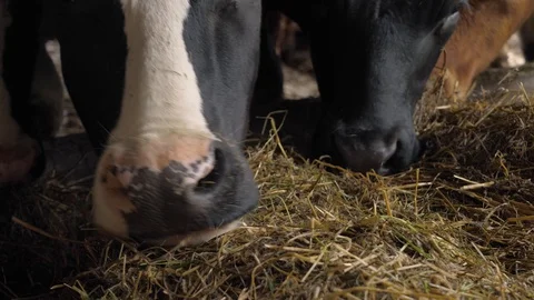 A close-up of a cow nose Stock-Footage 111268573