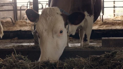 A close-up of a cow nose Stock-Footage 112336696
