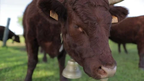 Close up on a cow with other cows behind it Stock Footage 131305604