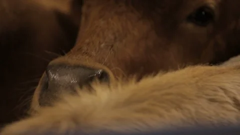  Close Up Cow In Pen  Stock Footage 92329145