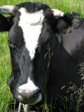 Close-up of a cow Stock Photos