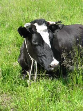 Close-up of a cow Stock Photos