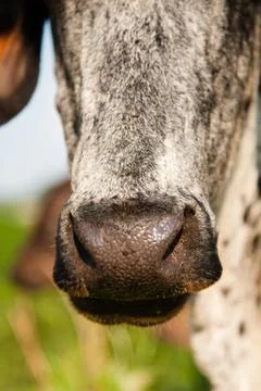 Close-up of a cow Stock Photos