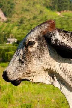 Close-up of a cow Stock Photos