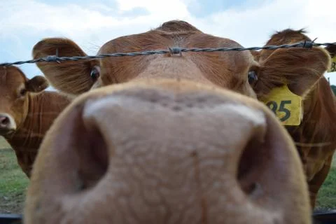 Close Up Cow Stock Photos
