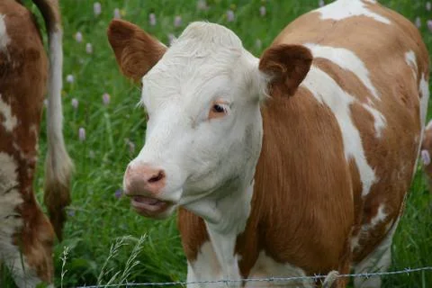 Close-up of a cow Stock Photos