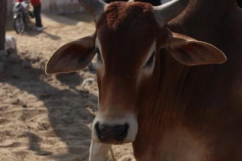 A close up of a cow Stock Photos