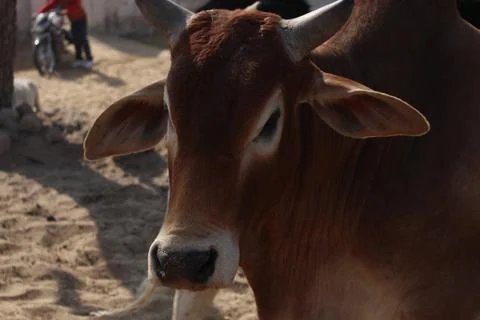 A close up of a cow Stock Photos