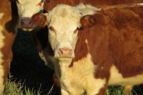 Close up of cow Stock Photos