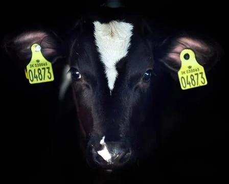 A close up of a cow Stock Photos
