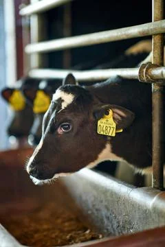 A close up of a cow Stock Photos