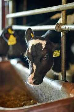 A close up of a cow Stock Photos