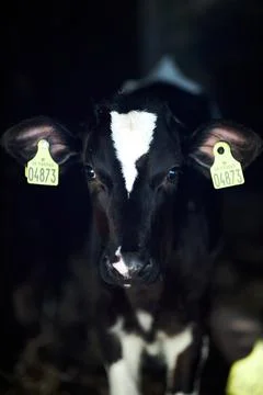 A close up of a cow Stock Photos