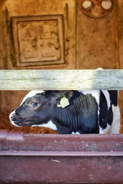A close up of a cow Stock Photos