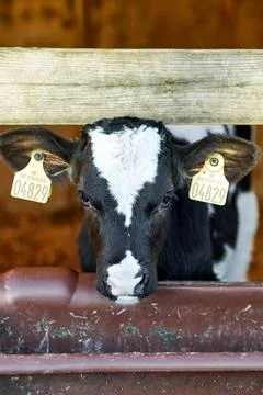 A close up of a cow Stock Photos