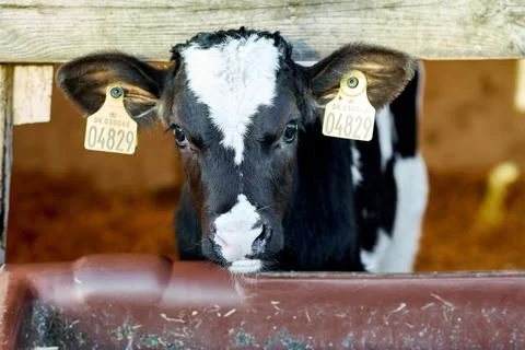 A close up of a cow Stock Photos