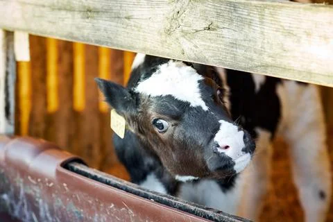 A close up of a cow Stock Photos