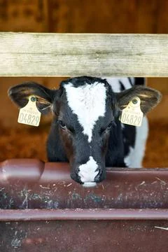 A close up of a cow Stock Photos
