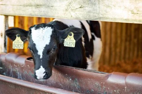 A close up of a cow Stock Photos