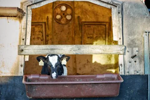 A close up of a cow Stock Photos