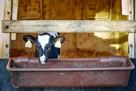 A close up of a cow Stock Photos