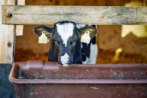A close up of a cow Stock Photos