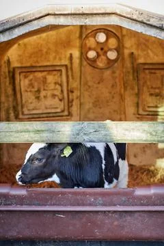 A close up of a cow Stock Photos