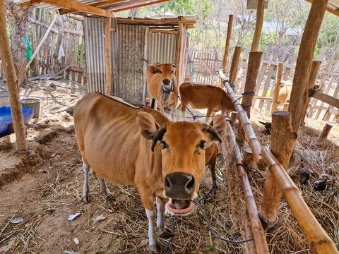 Close-up of a cow ready to enjoy fresh hay in the barn Stock Photos
