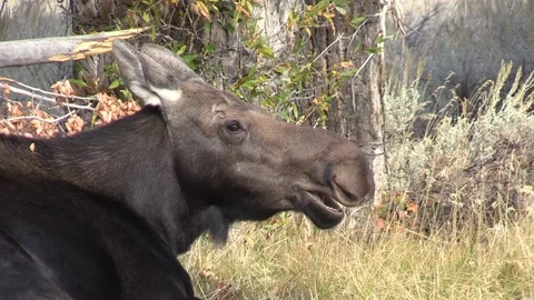 Close Up of a Cow Shiras Moose Vidéo 95697219