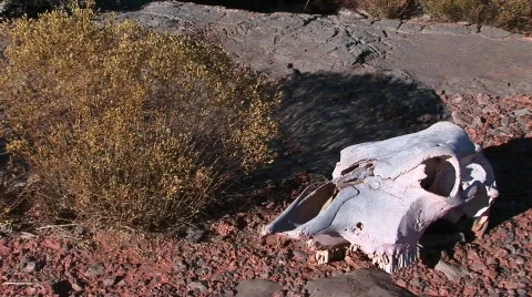 Close-up of a cow skull in the desert Stock Footage 441193
