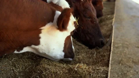 Close-up, a cow in a stall eats grass. Milk farm. Stock Footage 198827391