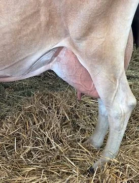 Close-up of Cow Udder Stock Photos