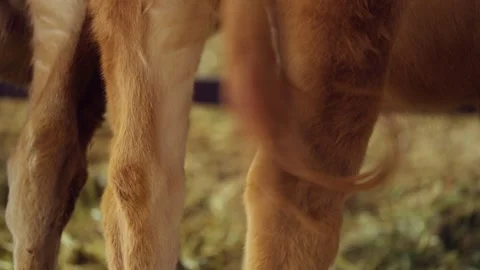 Close-Up Cow Wagging Tail in Barn at Anseong Farmland South Korea Stock Footage 334767816