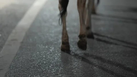 Close-Up of Cow Walking on Wet Road During Rainy Day in Urban India Stock Footage 339724537
