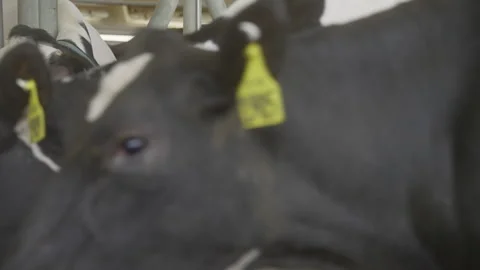 Close up of cows in a barn - cow walks by camera 스톡 동영상 331227848