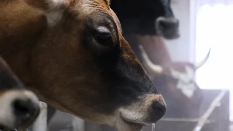 Close-up Cows Breathing Steam by Feeding Troughs, portraits of cows Stock Footage 297555246