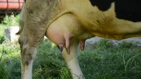 A close-up of a cow's dirty udder 库存影片 278669550