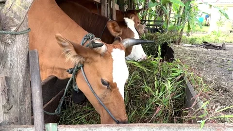 Close up of cows eating grass Stock Footage 332772780