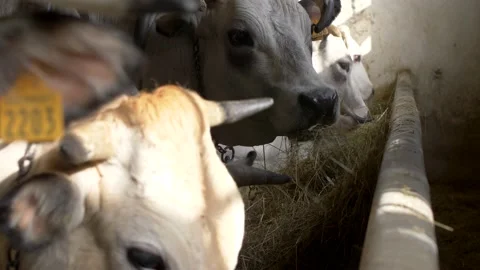 Close up cows eating in the stable at dairy farm. 库存影片 152894280